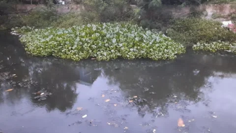 Water Hyacinth Stock Footage 333985559