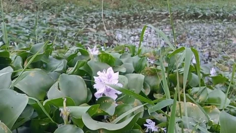 Water hyacinth grows among leaf soft purple flowers appear. 스톡 동영상 331571513