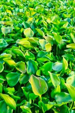 Water hyacinth Stock Photos