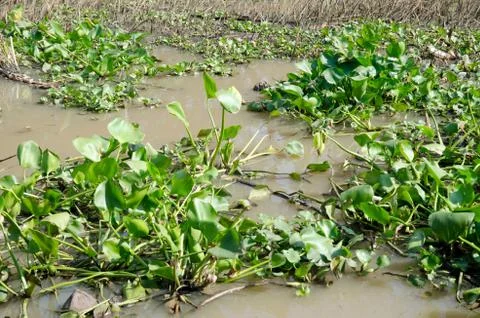 Water hyacinth Stock Photos