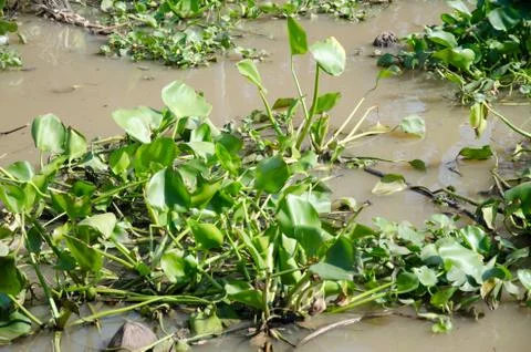Water hyacinth Stock Photos