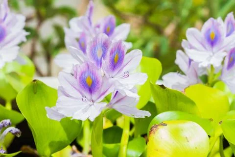 Water hyacinth Stock Photos