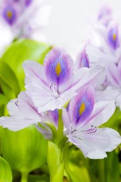 Water hyacinth Stock Photos