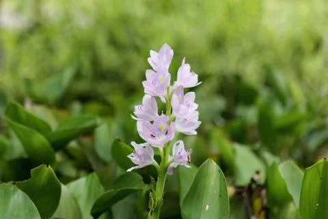 Water hyacinth Stock Photos