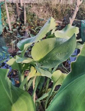 Water hyacinth Stock Photos