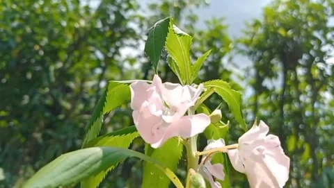 Water hyacinth plant with thin, hanging petals. Stock-Footage 332055853