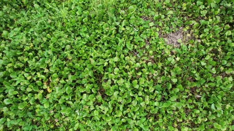 Water Hyacinth Plants Floating on the Surface of Cengklik Reservoir Stock Footage 324933997