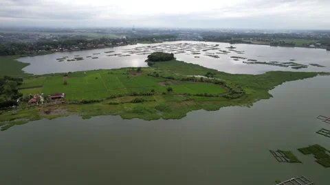 Water Hyacinth Plants Floating on the Surface of Cengklik Reservoir Stock Footage 324934005