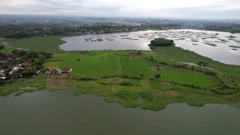 Water Hyacinth Plants Floating on the Surface of Cengklik Reservoir Stock Footage 324934057