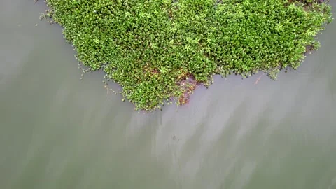 Water Hyacinth Plants Floating on the Surface of Cengklik Reservoir Stock Footage 324934174