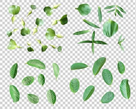 Water hyacinth, raw leaf pattern, green guava leaves on a png background Stock Photos
