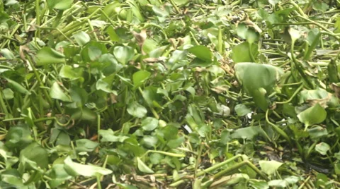 Water Hyacinth on river Video stock 60246575