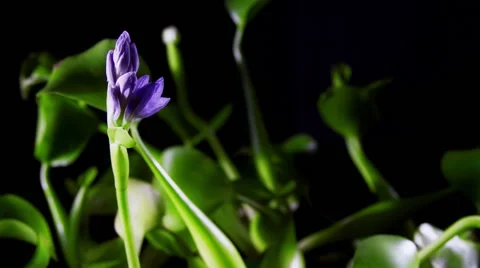 Water Hyacinth Timelapse Video stock 48847770
