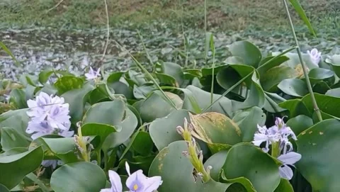 Water hyacinth view grows floating on the surface of the water. Stock-Footage 331571526