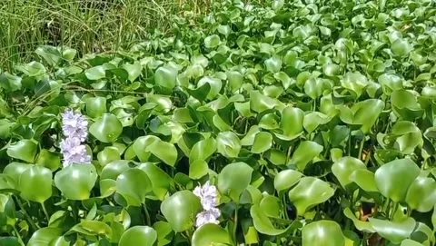 Water hyacinth view round, bulging shape. Stock Footage 331563182