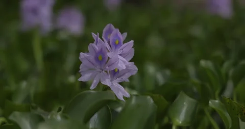 Water hyacinth in the wind, close-up, 4K Stock Footage 254100148
