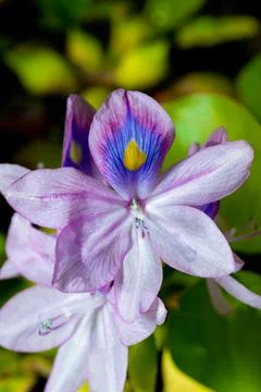 Water hyacinths (Eichhornia azurea), gently purple asymmetric aquatic plant.. Stock Photos