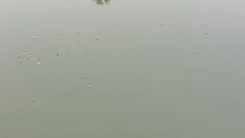 Water insects on natural water surface in wild Stock Footage 307010093