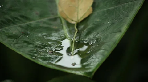 Water inside a green leaf Stock Footage 53260547