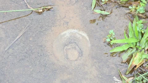 Water internal flow causes continuous bubbles to rise in the sand. Stock Footage 321817248