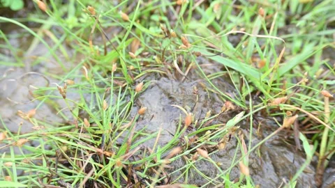 Water internal flow causes continuous bubbles to rise in the sand. Stock Footage 321817355