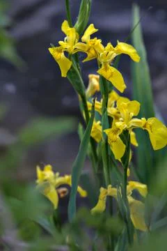 Water iris with foliage seen up close Stock Photos