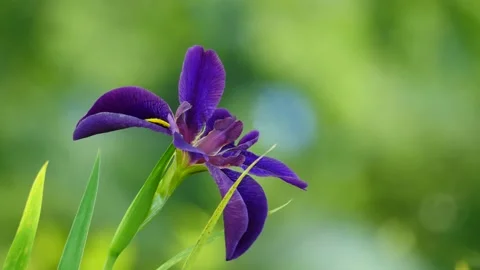 Water Iris Stock-Footage 154135736
