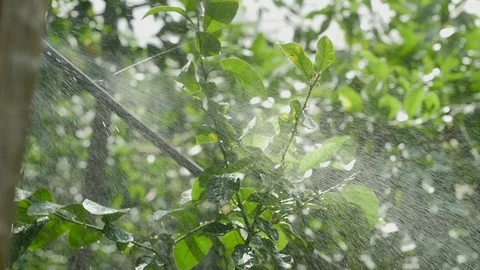Water irrigation of lemon trees Stock Footage 119605352