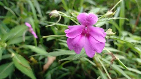 Water Jasmin Stock Photos