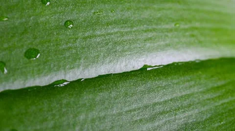 Water jet on green leaf surface Stock Footage 21879515
