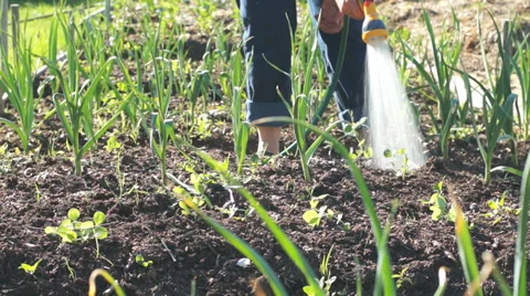 Water kitchen garden Stock Footage 33335543