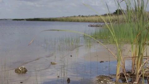 Water From Lake Okeechobee Beach Stock Footage 74597174