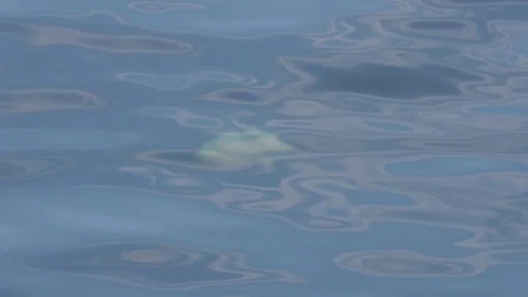 Water lake surface movement Stock Footage 81009694