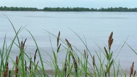 Water landscape with cane. Stock Footage 162837777