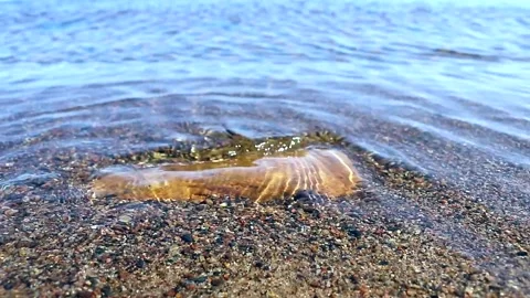 Water landscape. Stock Footage 220907127