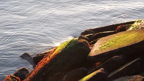Water lapping off moss-covered concrete slab bank Stock Footage 233902753