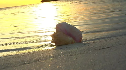 Water laps around shell at shore at sunset, slow zoom Stock Footage 46543877