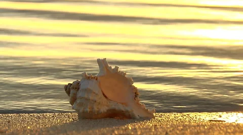 Water laps around shell at shore at sunset Stock Footage 46543891