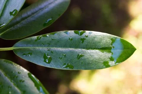 Water on a leaf after rain Фото
