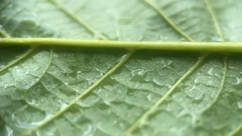 Water On A Leaf Background Stock Footage 277213751