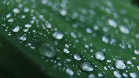 Water leaf Stock Footage 170884031
