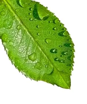 Water on leaf Stock Photos
