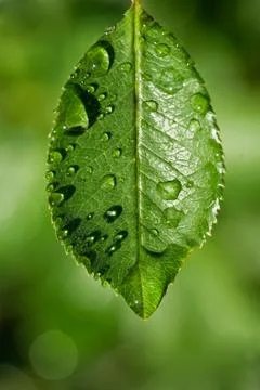 Water on leaf Stock Photos