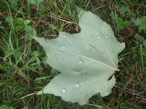 Water on a leaf Stock Photos