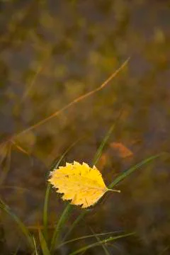 Water Leaf Stock Photos