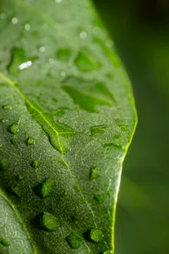 Water on a leaf Stock-Fotos