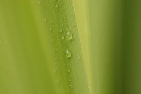 Water on Leaf Stock Photos