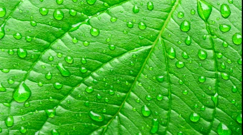 Water on leaf using ken burns effect Stock Footage 41733096