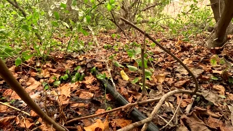 Water Leaking And Spraying From Damaged Black Plastic Irrigation Hose Pipe Stock Footage 345659855