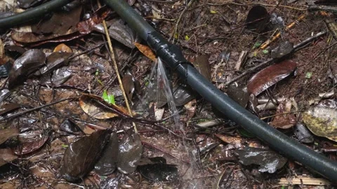 Water Leaking from Hose onto Leafy Forest Floor Video stock 336521397